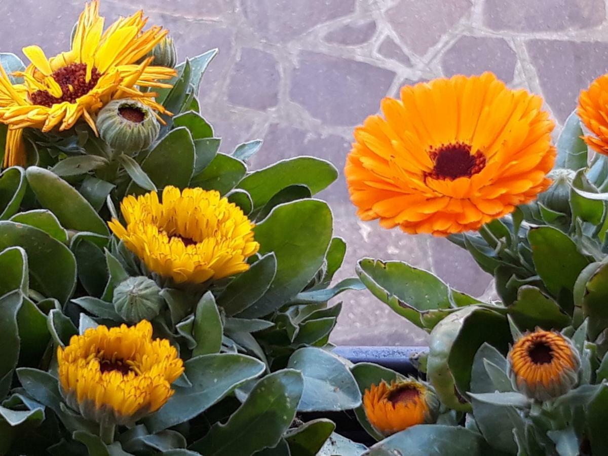 Apartmán Flowery House Řím Exteriér fotografie